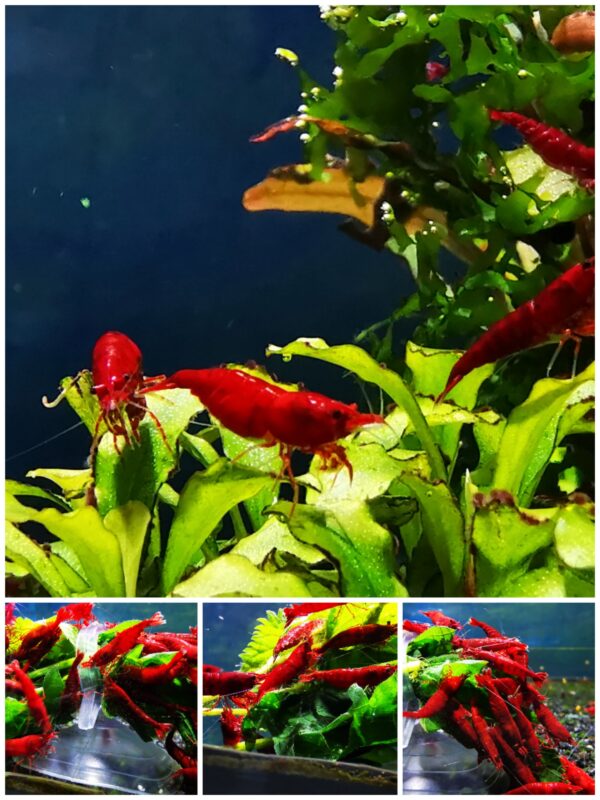 BLOODY MARY - 1.5-2.0 CM